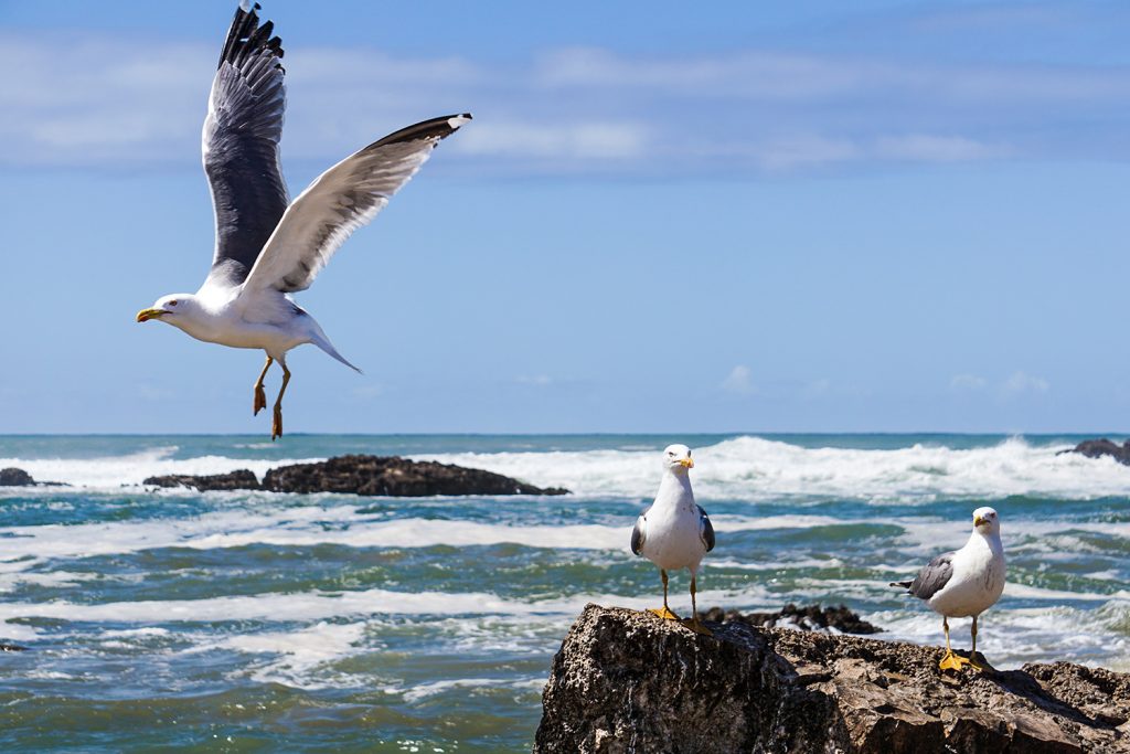 mewy essaouira Atlantyk