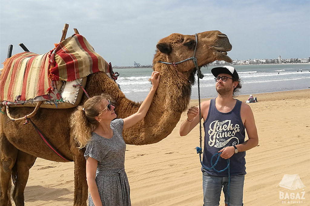 wielbłąd plaża essaouira
