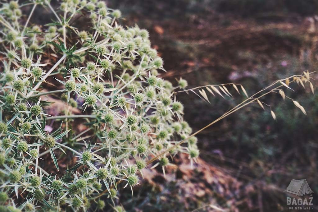 mikołajek płaskolistny