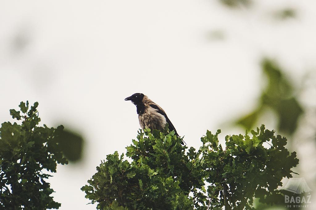 fauna jeziora ochrydzkiego