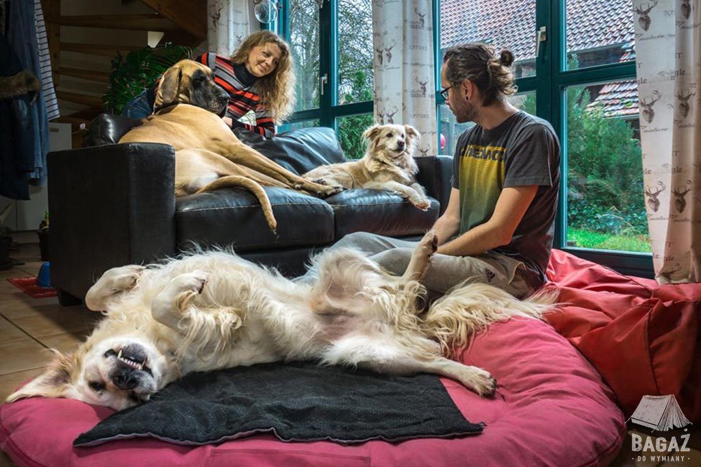 opieka nad 3 psami w ramach housesittingu