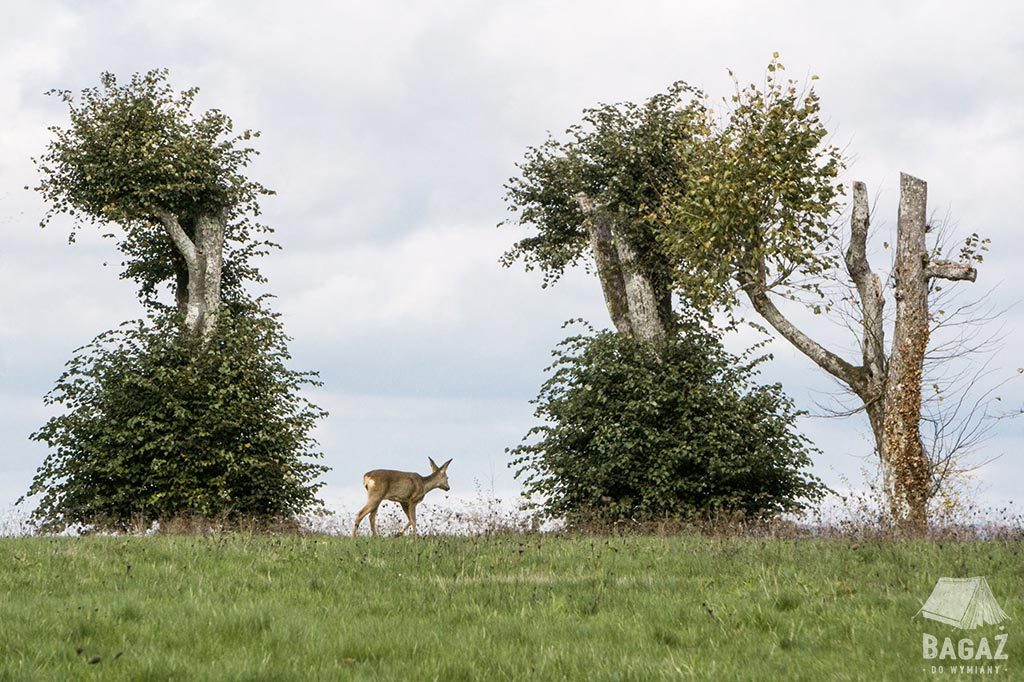 sarna na francuskich łąkach