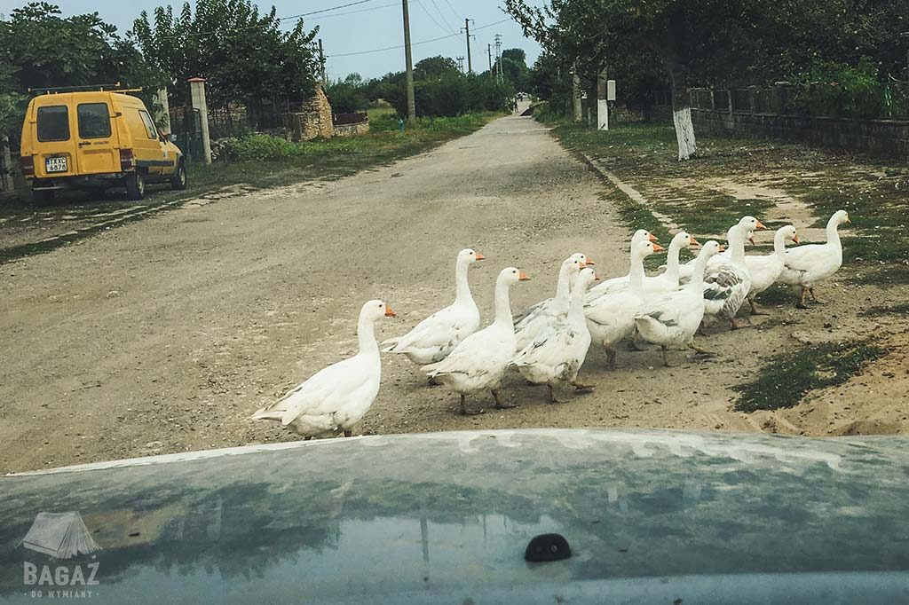 gęsi przechodzące drogę podczas jazdy autostopem do vama veche