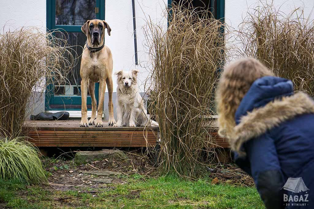 house sitting w niemczech