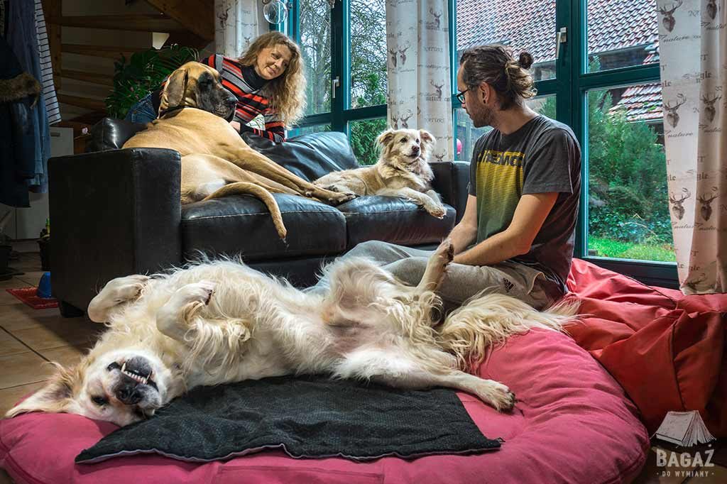 housesitting 3 psy do opieki