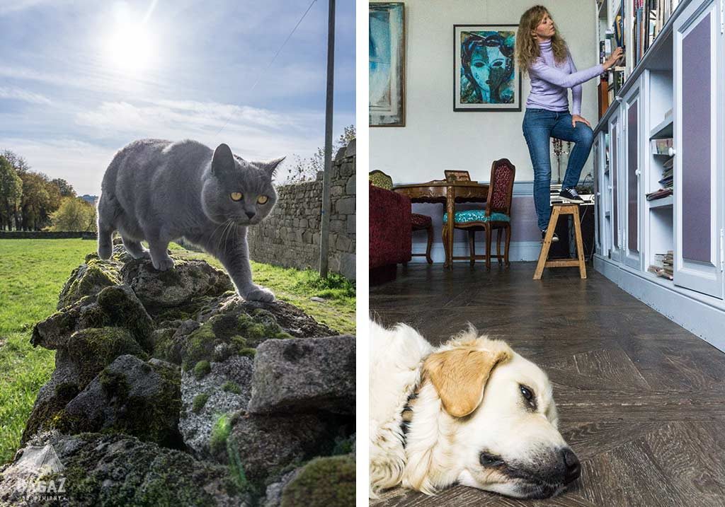 kot na murku i śpiący pies