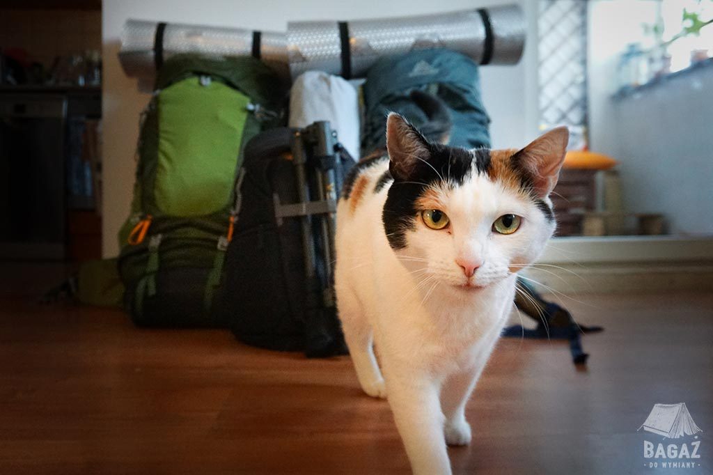 kot i dwa plecaki turystyczne