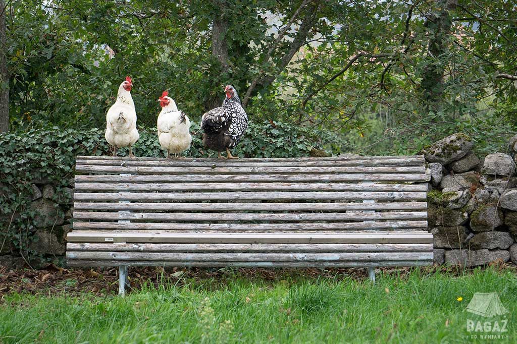 trzy kury na ławce house sitting