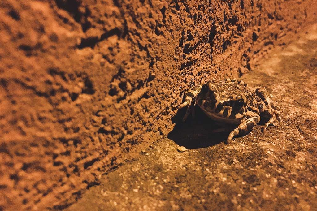 żaba shabla bułgaria