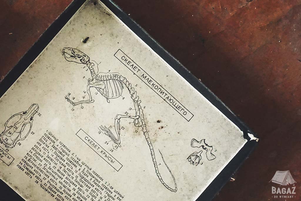 plakat szkieletu dinozaura